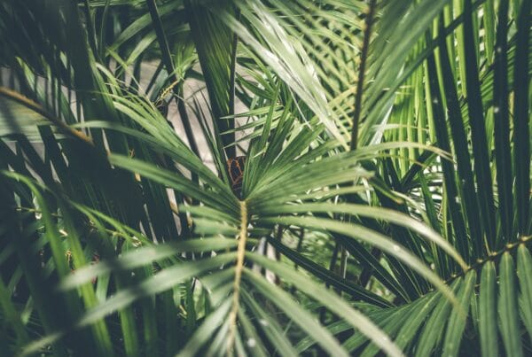 Ontdek de voordelen van planten op kantoor